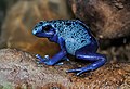 Profile Picture of Blue poison dart frog - Wikipediaon Wikipedia