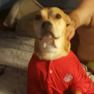 Profile Picture of Roxy Beagle (@roxy.beagle.7) on Facebook