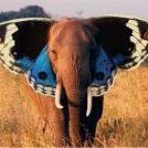 Amanda Bratton - Pinterest Profile Picture of Amanda Bratton (@bratcat) on Pinterest