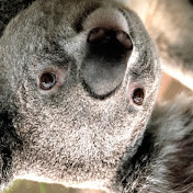 Profile Picture of Matt's Corner (@mattyspeilburp) on Youtube