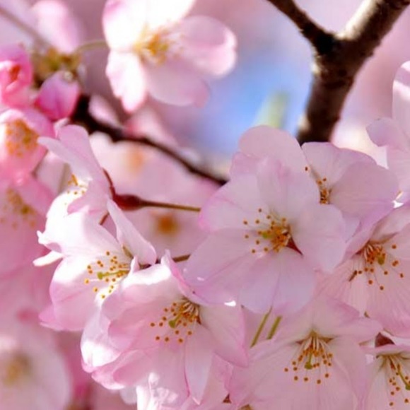 Profile Picture of Graceann Larussa (@glarussa727) on Poshmark