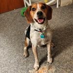 Profile Picture of Aaron Gordon (@randy_thebeagle) on Instagram