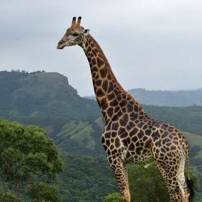 Profile Picture of Isaac Summers (@IsaacSu25838552) on Twitter