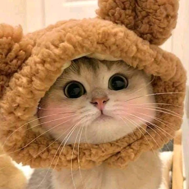 Profile Picture of AllisonLAX (@allisonlax) on Tiktok