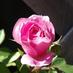 Profile Picture of JoAnn Wilkinson (@Happyjo57) on Twitter