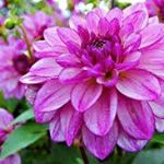 Profile Picture of Marilyn Sedano (@sedanomarilyn) on Instagram