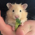 Profile Picture of Carlton. Benny Samuel. Mcneill (@carlton.bennysamuel.mcneill) on Instagram