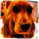 Profile Picture of Tara Ben (@tarabenkhe) on Instagram