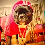 Profile Picture of Frenchie Trece (@frenchietrece) on Instagram