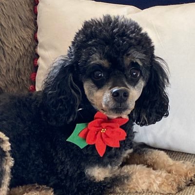 Profile Picture of Suzanne Stevens Vice (@suzannevice) on Twitter