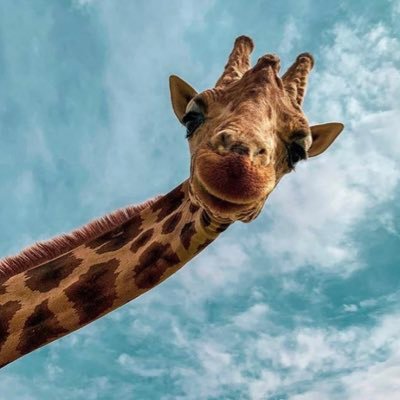 Profile Picture of Anthony Mathias (@Mathiasormatyas) on Twitter