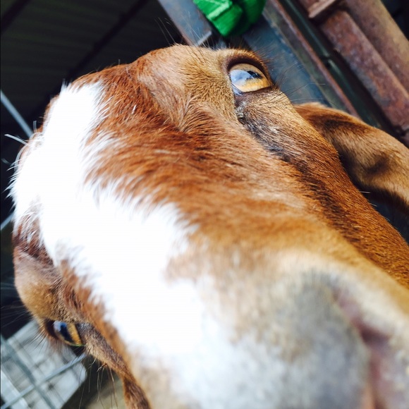 Profile Picture of Theo Mitchell (@theo_m) on Poshmark