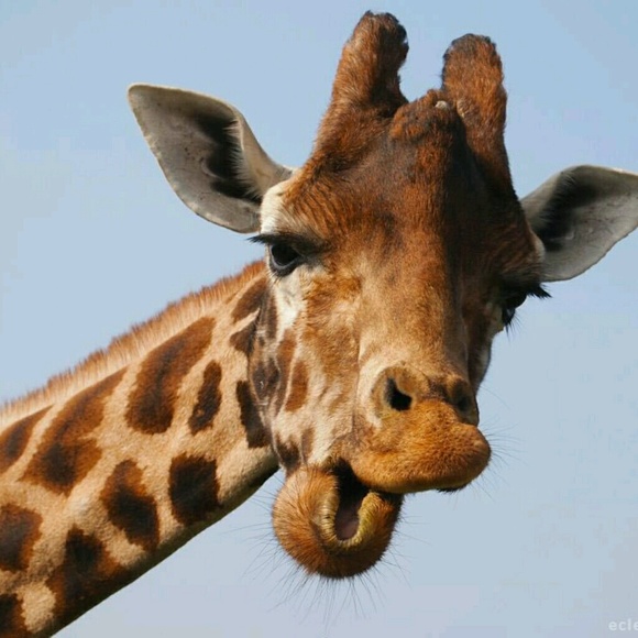 Profile Picture of Shevych Shevych (@shevych) on Poshmark