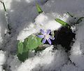 Profile Picture of Scilla sect. Chionodoxaon Wikipedia