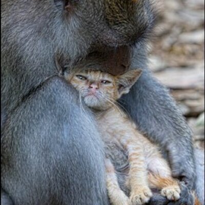 Profile Picture of Mandy Shuwen Chen (@ShuWen_Chen) on Twitter