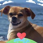 Profile Picture of Debi Newton Heiman (@newtonheiman) on Instagram