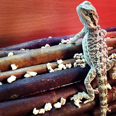 Profile Picture of Rex Ball (@connorsdragon) on Twitter