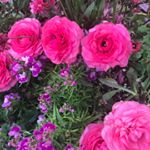 Profile Picture of Debbie Gausselin (@goosedeb) on Instagram