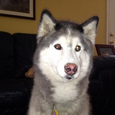 Profile Picture of Kim Crum (@Crummymom3) on Twitter