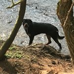 Profile Picture of Bradley rushton (@bradley_rushton1991) on Instagram