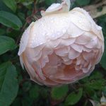 Profile Picture of Pete Bowles Barrett (@betaparrot) on Instagram