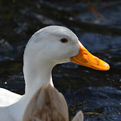 Profile Picture of Adam Hobbs (@adamhobbs6026) on Youtube