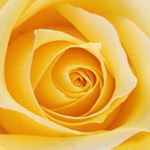 Profile Picture of Lisa Melville Empey (@melvillelisa) on Instagram