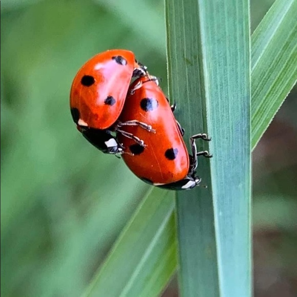 Profile Picture of Bren Pavitt (@pavbren) on Poshmark