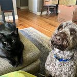 Profile Picture of Bennie, Jamo, Domino, Baba(ganush) (@b_b_b_bennie_andthecats) on Instagram