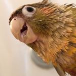 Profile Photo of Jarvis The Green Cheek Conure (@jarvisthegcc) on Instagram