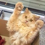 Profile Picture of chupko.cat (@chupko.cat) on Instagram