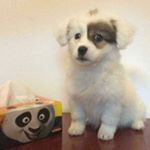 Profile Picture of Derek Yee (@derekyeehk1957) on Instagram