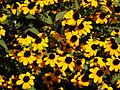 Profile Picture of Rudbeckia trilobaon Wikipedia