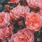 Profile Picture of Phyllis Kunkel (@phyllis.kunkel.98) on Facebook