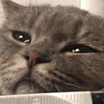 Profile Picture of bitch boy mcgee (@sherberttofu) on Instagram