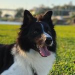 Profile Picture of Bob Border Collie (@bob.bordercollie.br) on Instagram