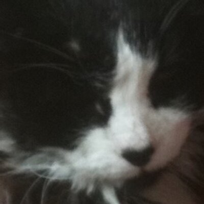 Profile Picture of Darlyne Kay Schell (@DarlyneKay) on Twitter