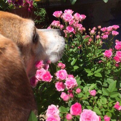 Profile Picture of Yuko Inoue (@418Muua) on Twitter