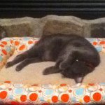 Profile Picture of Jacob Balcerzak (@pedroia827) on Instagram