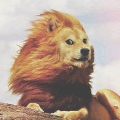 Profile Picture of Dung Ngo (@dungthedoge) on Twitter