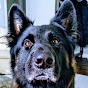 Profile Picture of Ty Webb (@@abbeytheboxer) on Tiktok