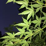 Profile Picture of Janet’s Backyard Maples (@japanesemaplesnc) on Instagram