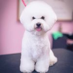 Profile Picture of Leslie Adkins (@leslieadkinsgrooming) on Instagram