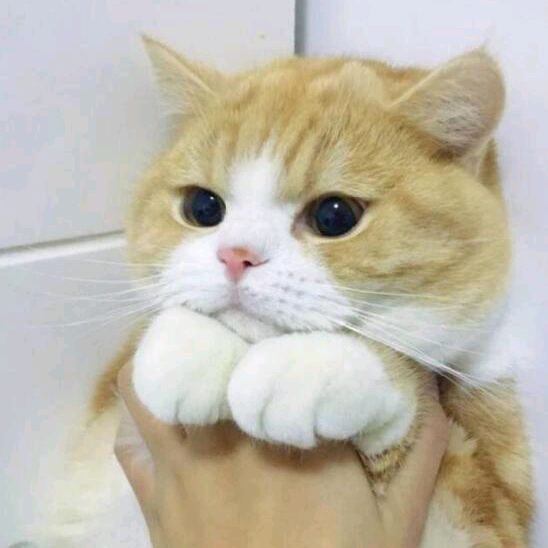 Profile Picture of BestCecilia2020 (@bestcecilia) on Tiktok