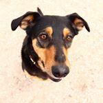 Profile Picture of Tuffy ❤ (@eltontuffyjohn) on Instagram