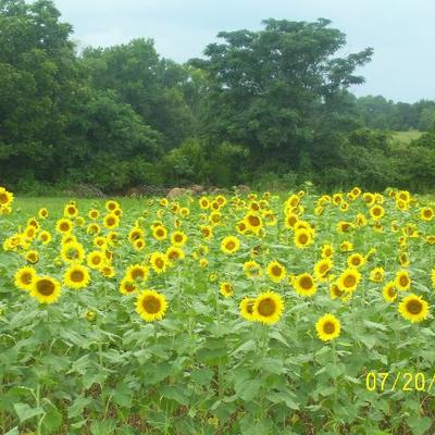 Profile Picture of Sherrie Cochran (@slcochran87) on Twitter