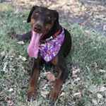 Profile Picture of Jesse the Doberman (@dobie_days) on Instagram