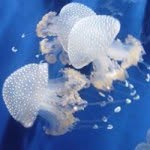 Profile Picture of Francesco Carollo (@checco_carollo) on Instagram