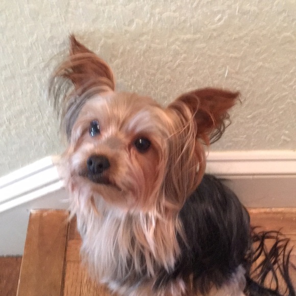 Profile Picture of Renee Centanni (@reneecentanni) on Poshmark