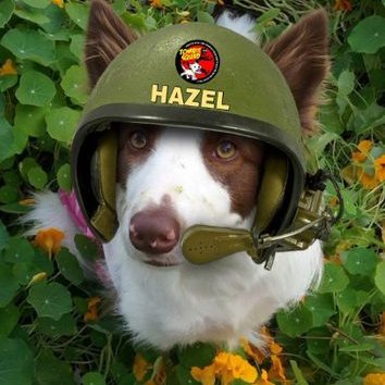 Profile Picture of Hazel (@hazel_nut2014) on Twitter